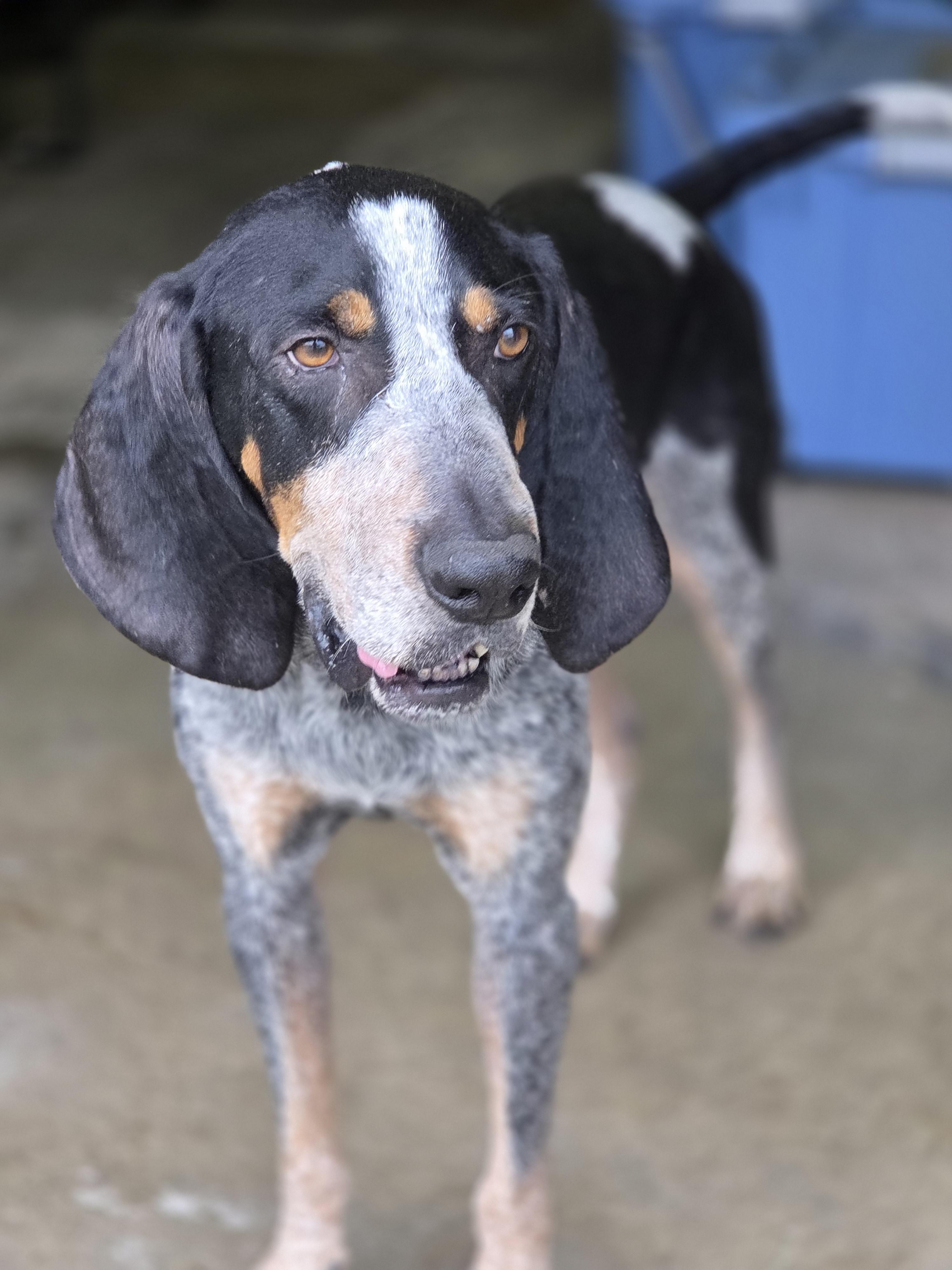 Enlarge True Blue, a Adoptable Bluetick Coonhound in TULSA, OK image 6/6