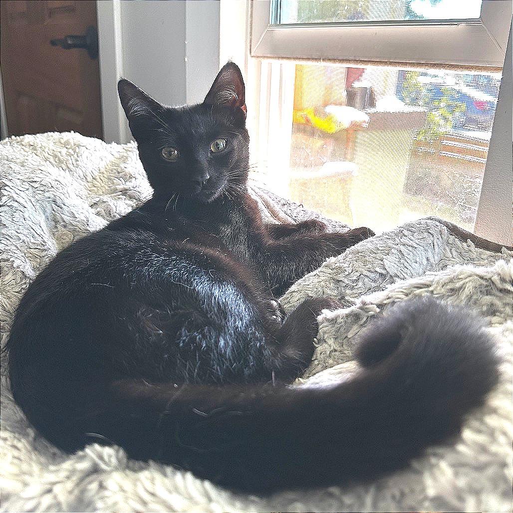 Enlarge Binx, a Adoptable mixed breed in Long Beach, CA image 1/6