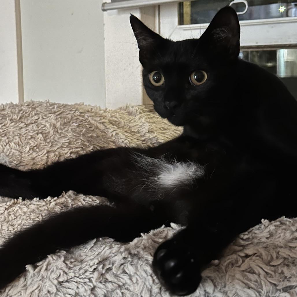 Enlarge Binx, a Adoptable mixed breed in Long Beach, CA image 2/6