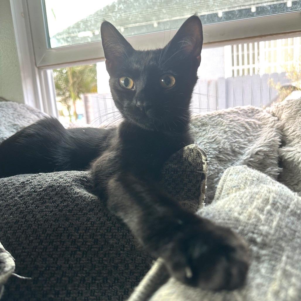 Enlarge Binx, a Adoptable mixed breed in Long Beach, CA image 3/6