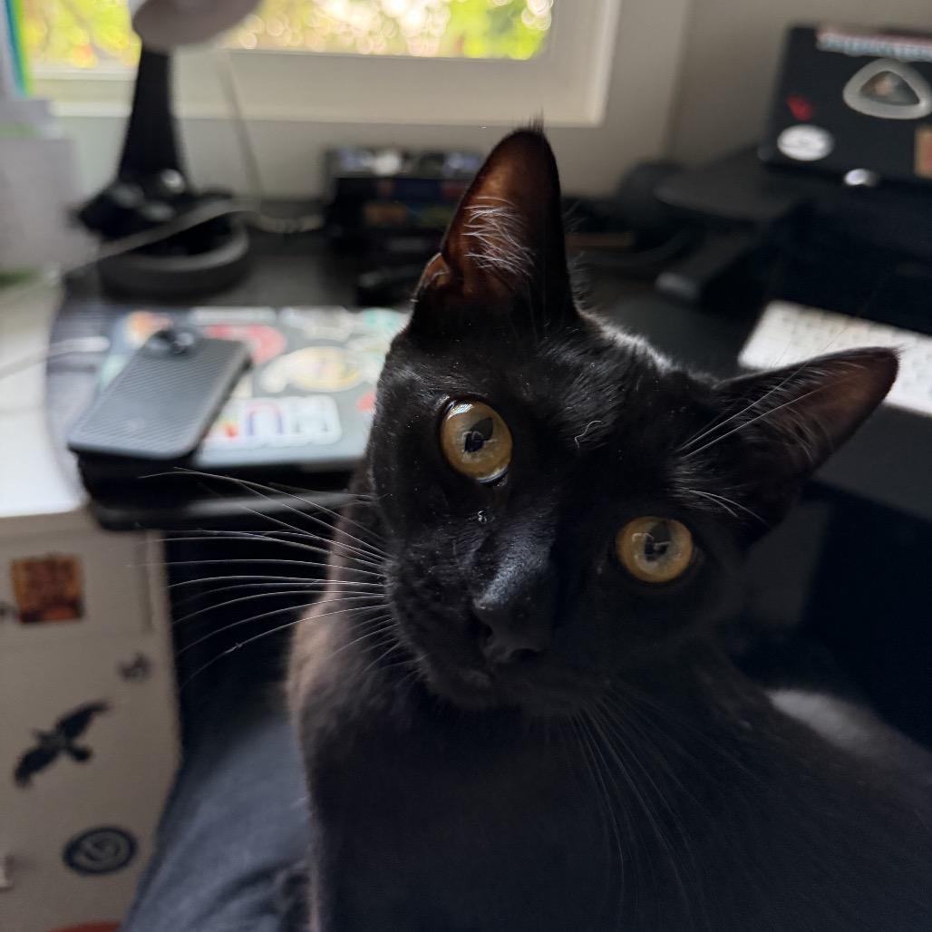 Enlarge Binx, a Adoptable mixed breed in Long Beach, CA image 4/6