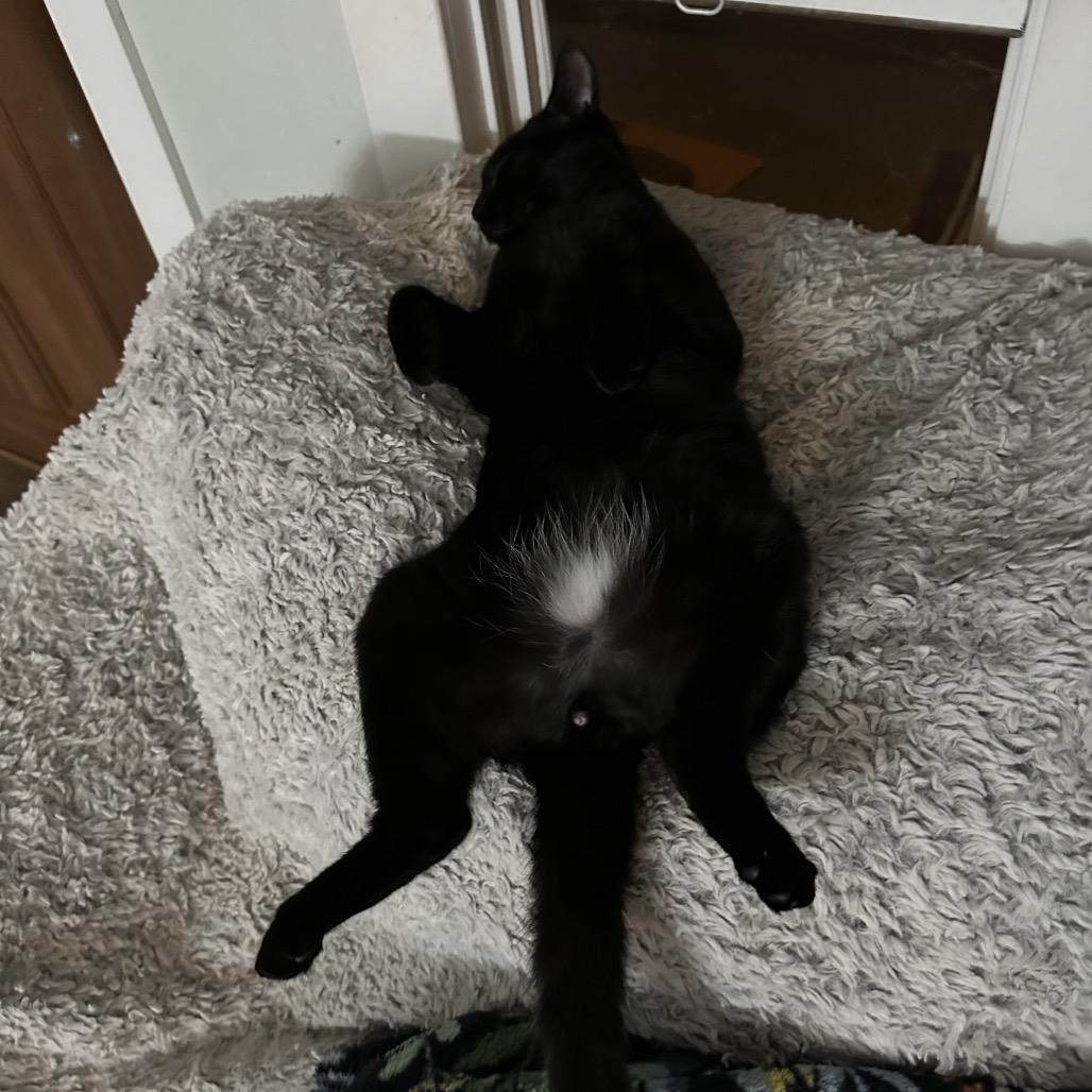 Enlarge Binx, a Adoptable mixed breed in Long Beach, CA image 5/6