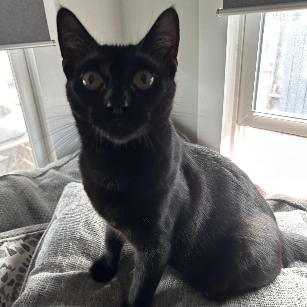 Enlarge Binx, a Adoptable mixed breed in Long Beach, CA image 6/6