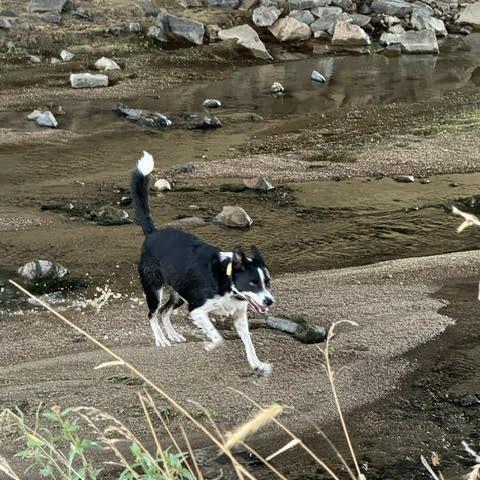 Loki, a Adoptable Border Collie in Colorado Springs, CO image 1/6