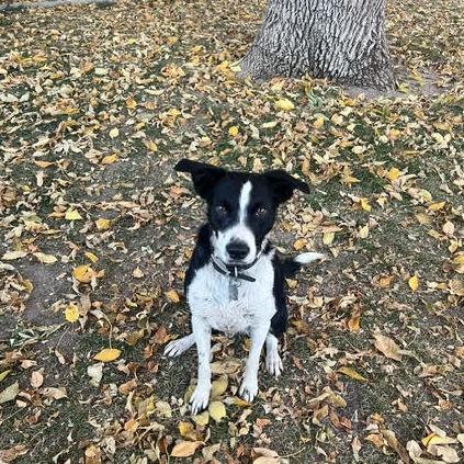 Loki, a Adoptable Border Collie in Colorado Springs, CO image 2/6