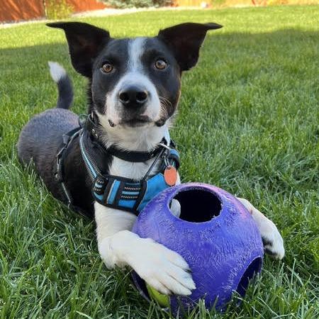 Loki, a Adoptable Border Collie in Colorado Springs, CO image 3/6