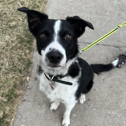 Loki, a Adoptable Border Collie in Colorado Springs, CO image 4/6