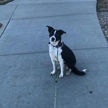 Loki, a Adoptable Border Collie in Colorado Springs, CO image 5/6