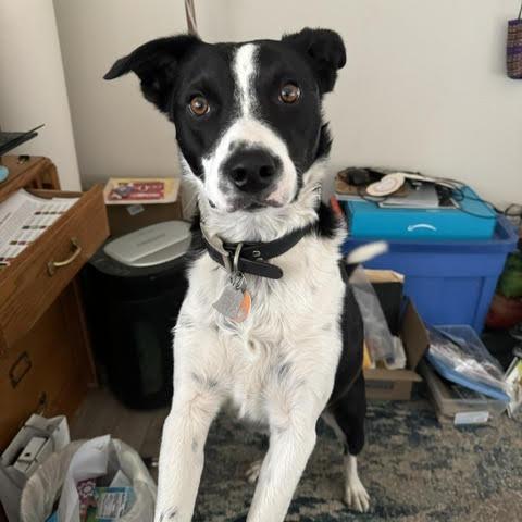 Loki, a Adoptable Border Collie in Colorado Springs, CO image 6/6
