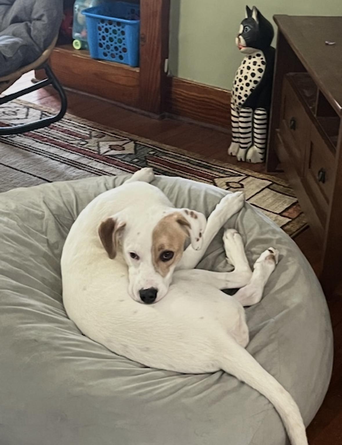 Daisy, a ADOPTABLE mixed breed in Hillsdale, NY image 4/5