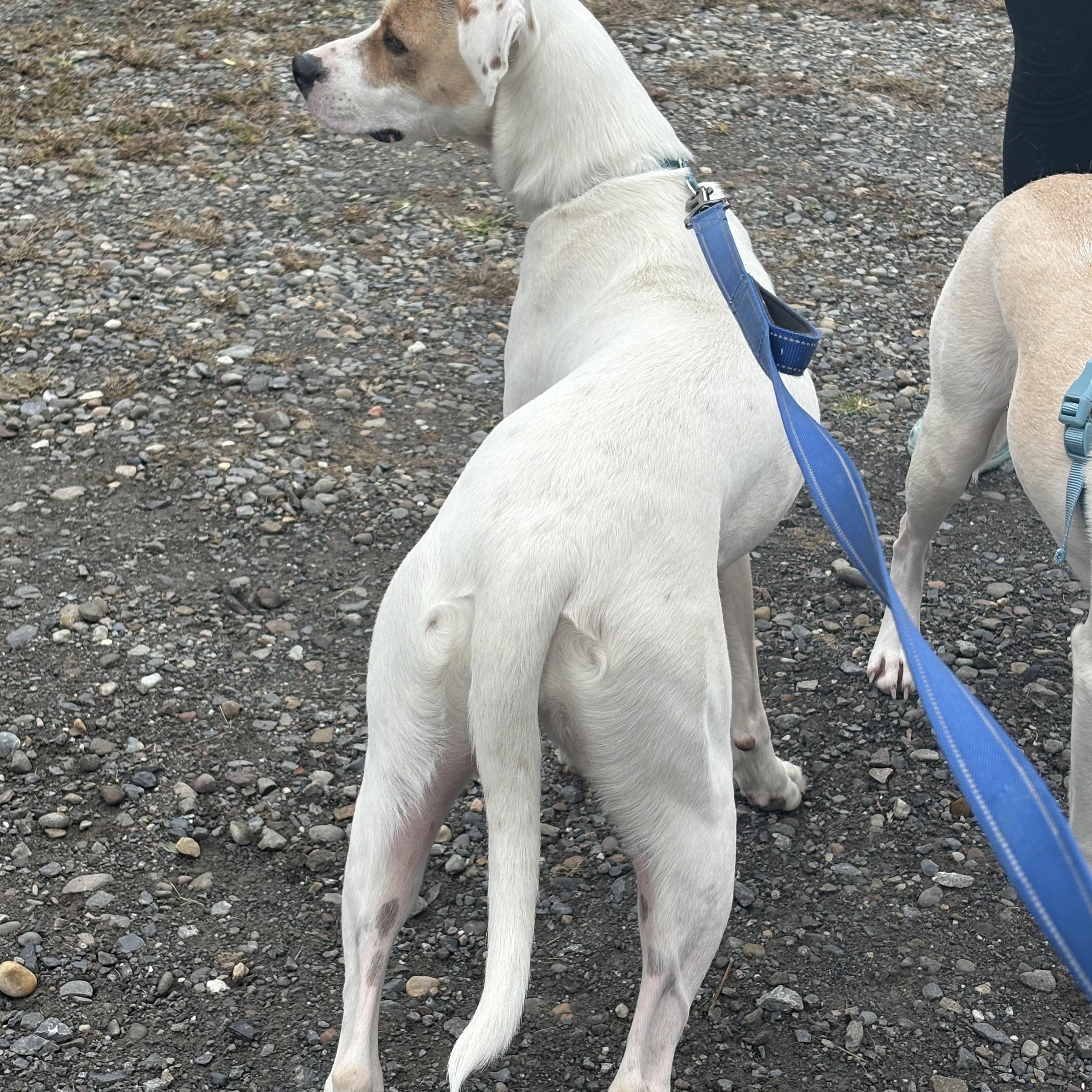 Enlarge Daisy, a Adoptable mixed breed in Hillsdale, NY image 6/6