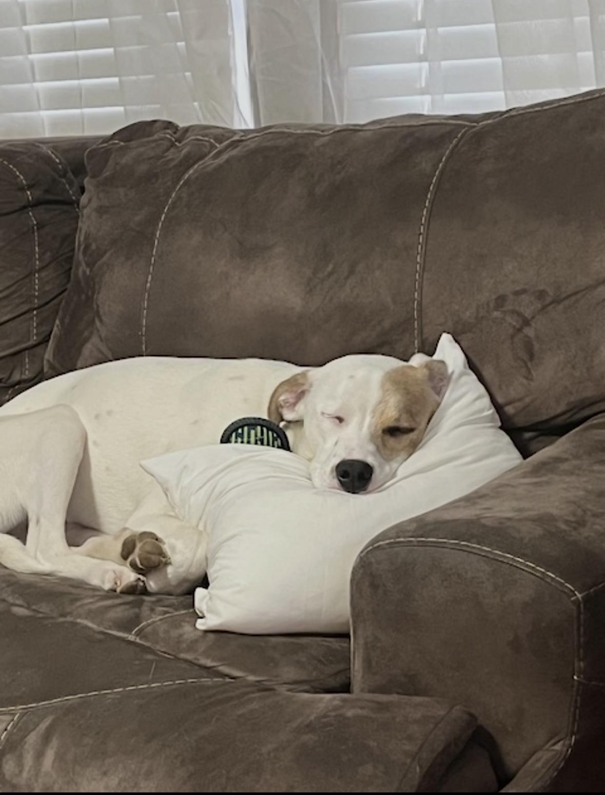 Daisy, a ADOPTABLE mixed breed in Hillsdale, NY image 5/5
