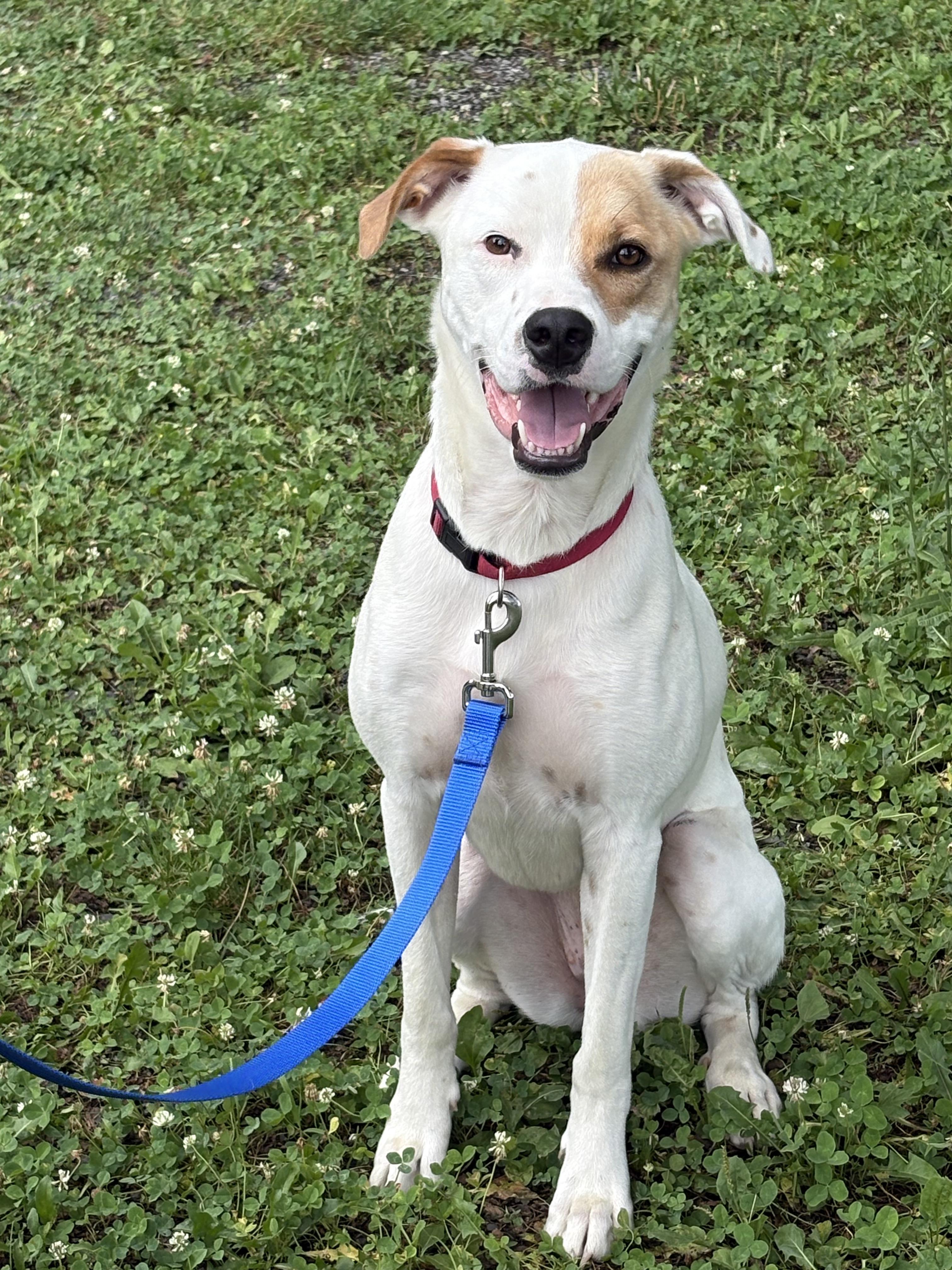 Daisy, a ADOPTABLE mixed breed in Hillsdale, NY image 2/5