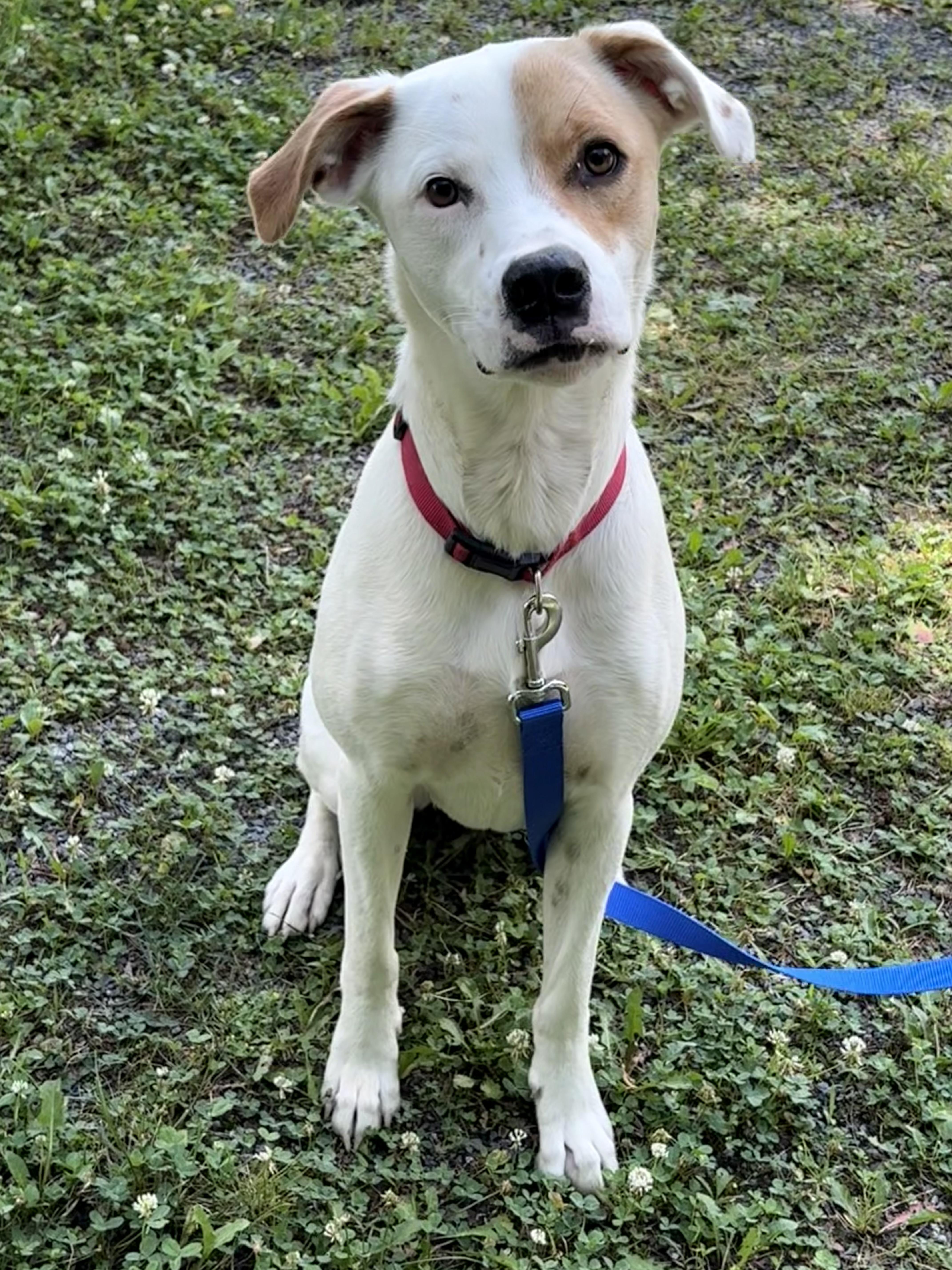 Daisy, a ADOPTABLE mixed breed in Hillsdale, NY image 1/5
