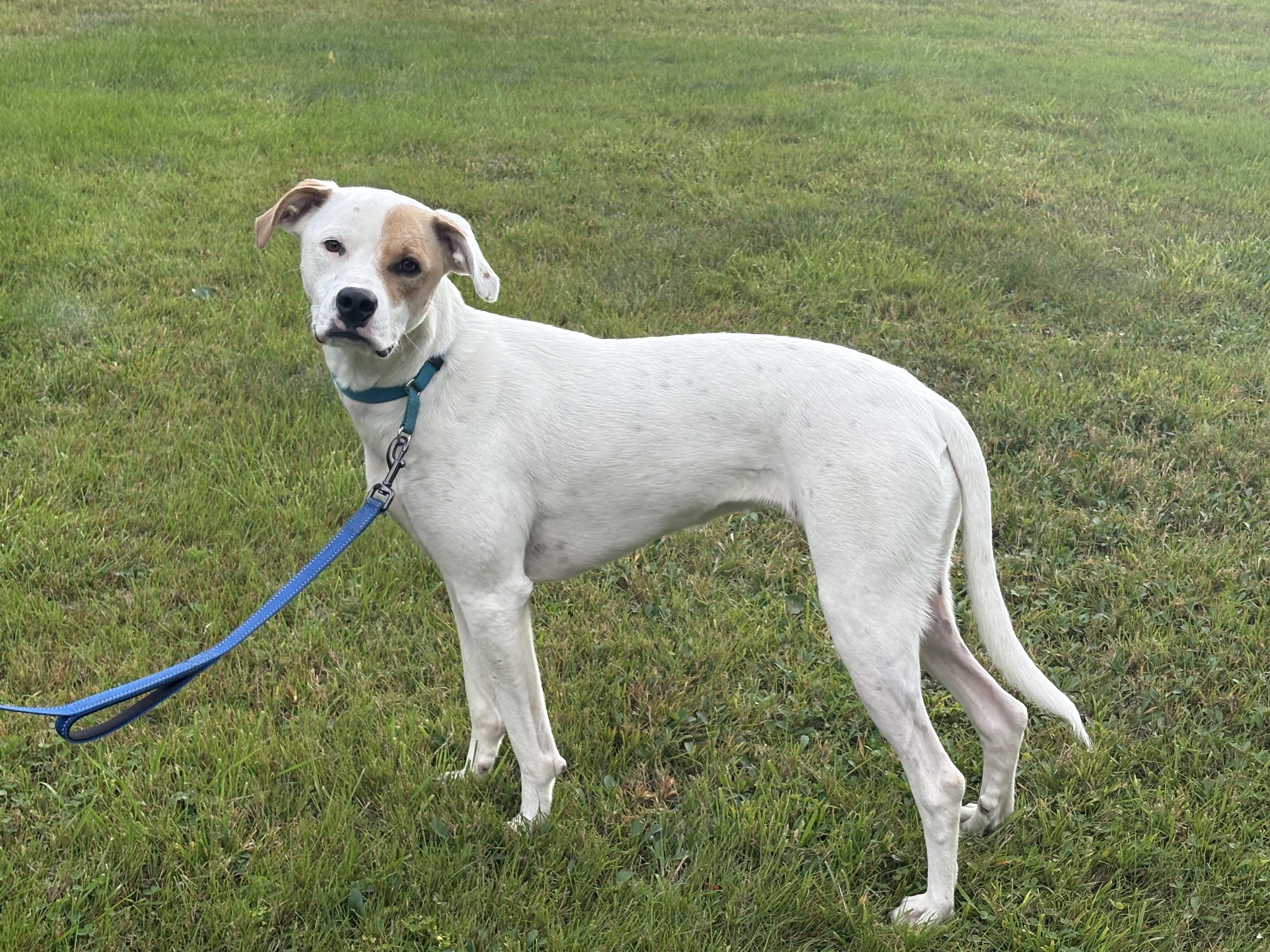 Daisy, Adoptable, Young Female Hound.