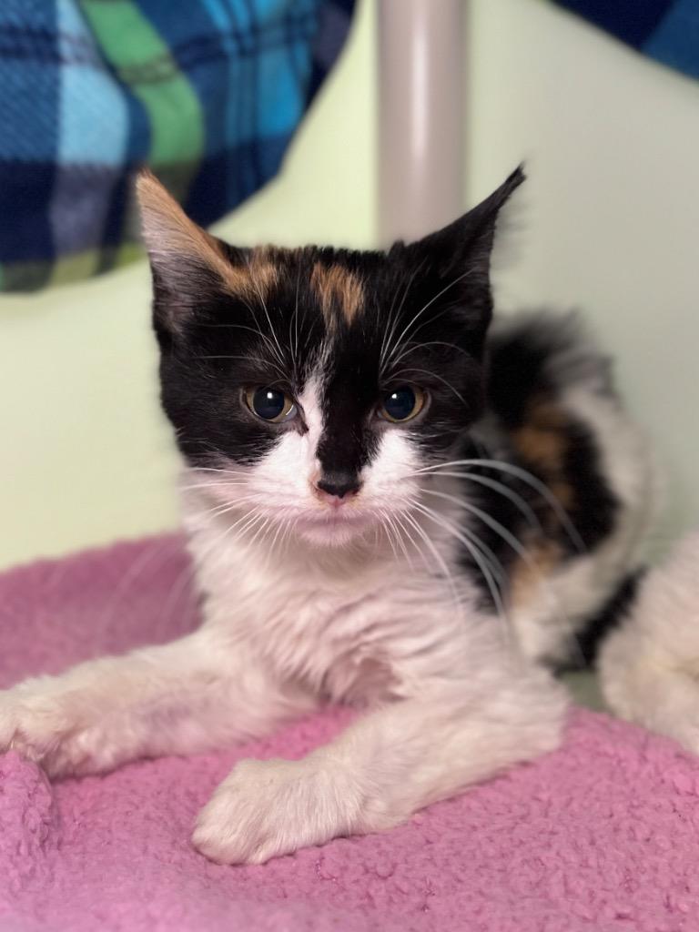 Enlarge Samara, a Adoptable mixed breed in Menomonie, WI image 1/1