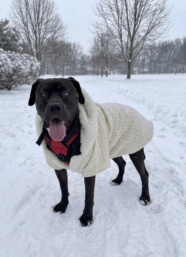 Enlarge BEE LARRY KING, a Adoptable mixed breed in Millersville, MD image 1/1