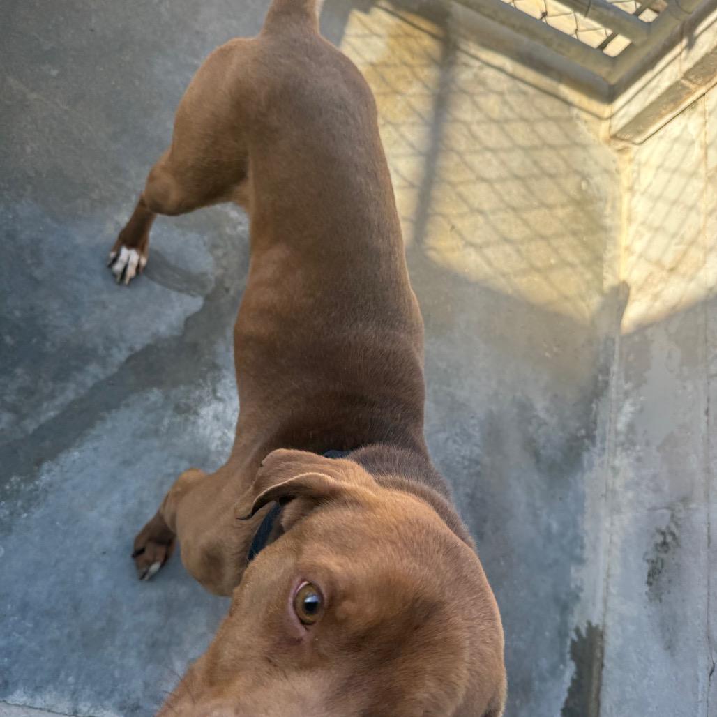 Enlarge Ozzy 031401A, a Adoptable mixed breed in Amory, MS image 1/3