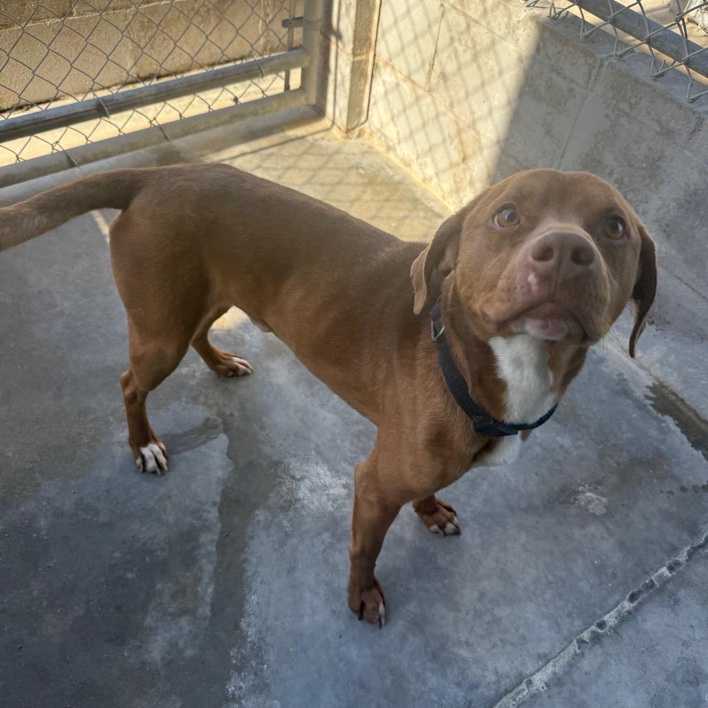 Enlarge Ozzy 031401A, a Adoptable mixed breed in Amory, MS image 2/3