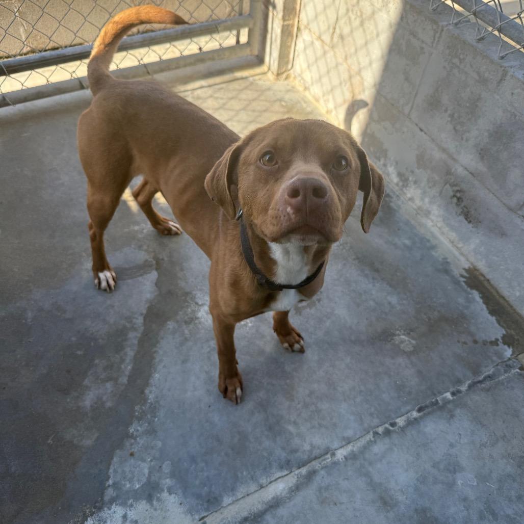 Enlarge Ozzy 031401A, a Adoptable mixed breed in Amory, MS image 3/3