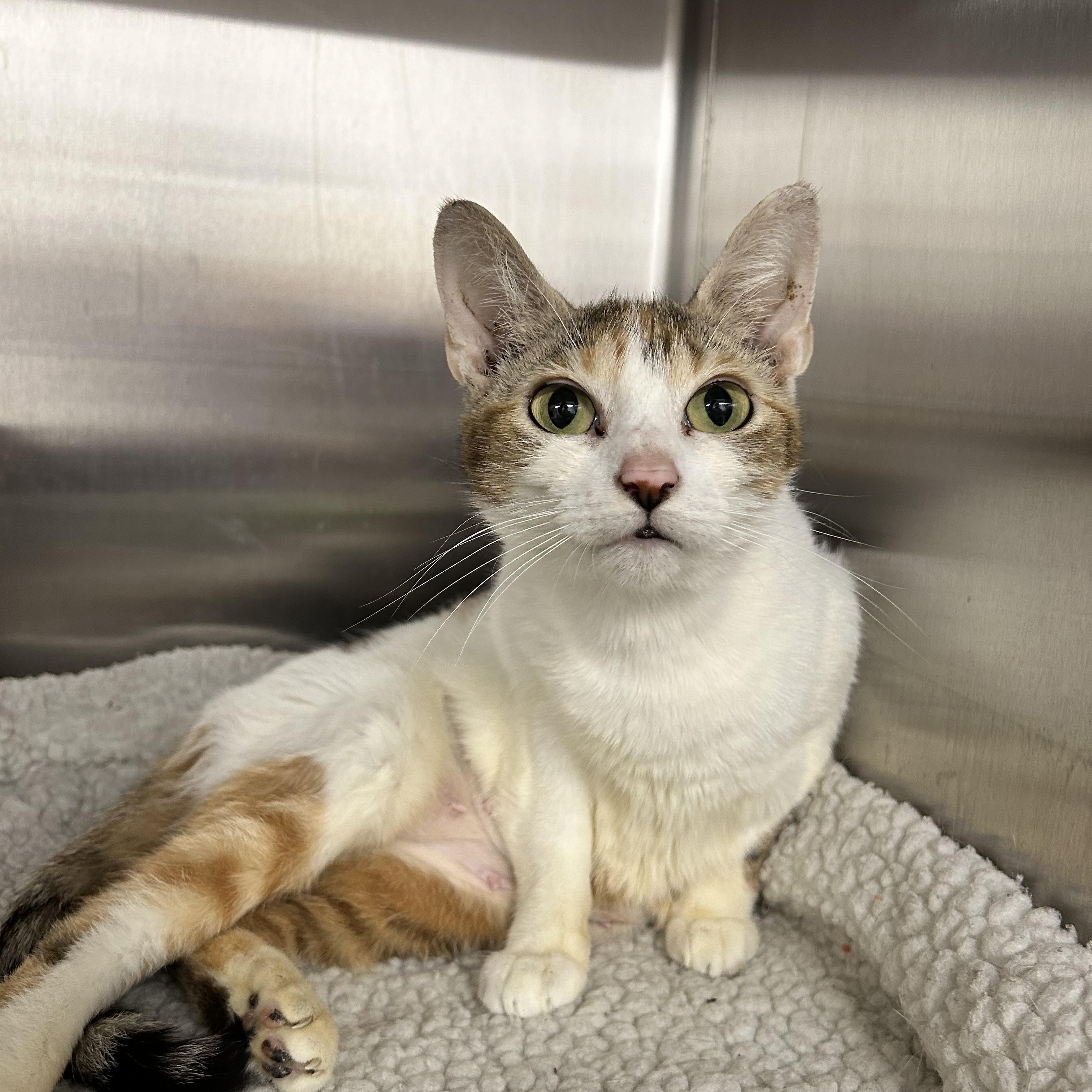 Mel, ADOPTABLE, Adult Female Domestic Short Hair.
