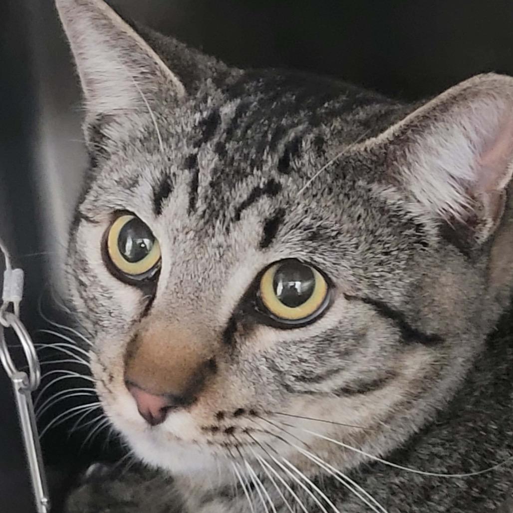 Enlarge Elfie, a Adoptable Domestic Short Hair in Las Vegas, NV image 1/1