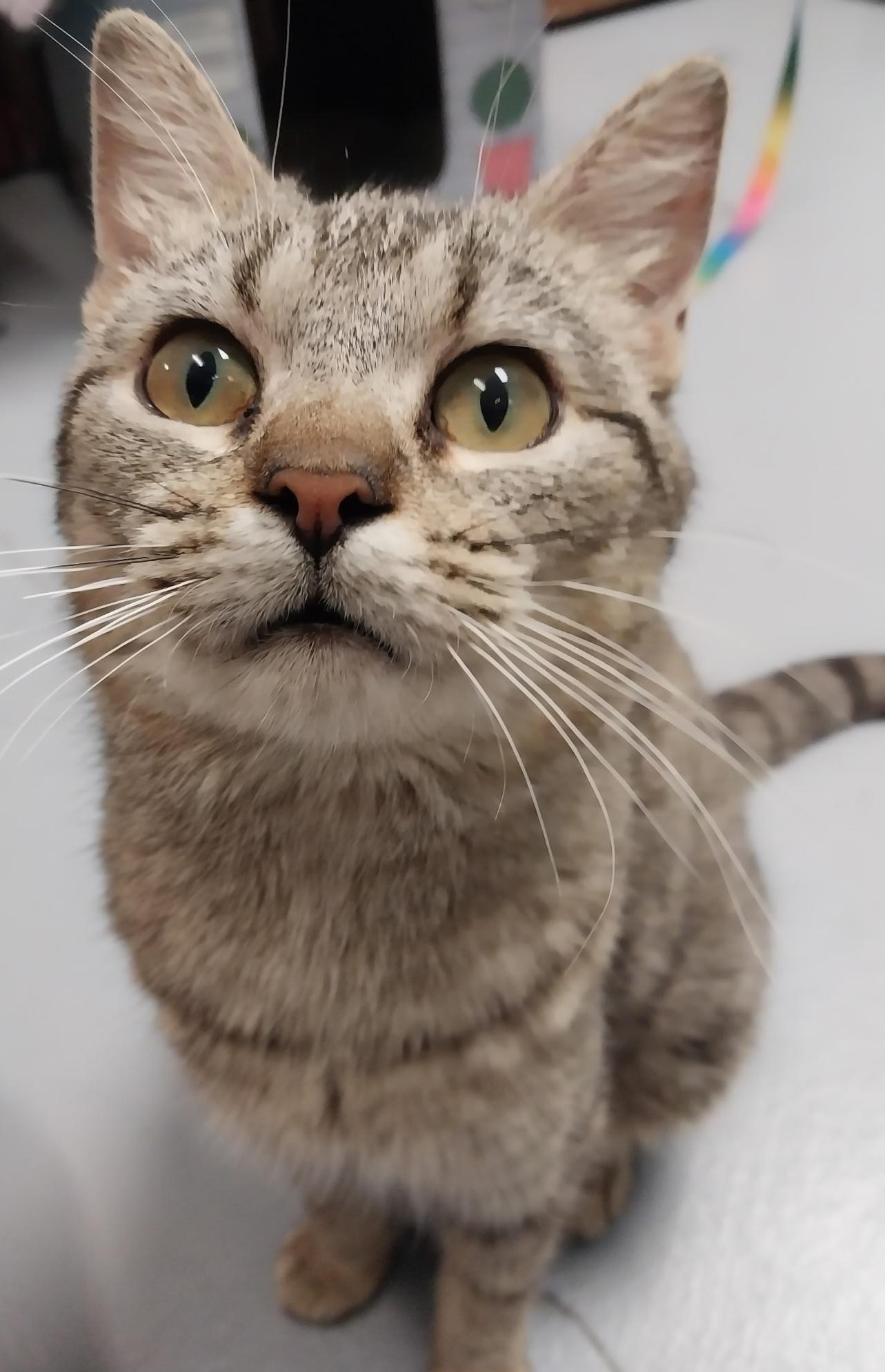 Loretta Lynn, Adult Female Domestic Short Hair