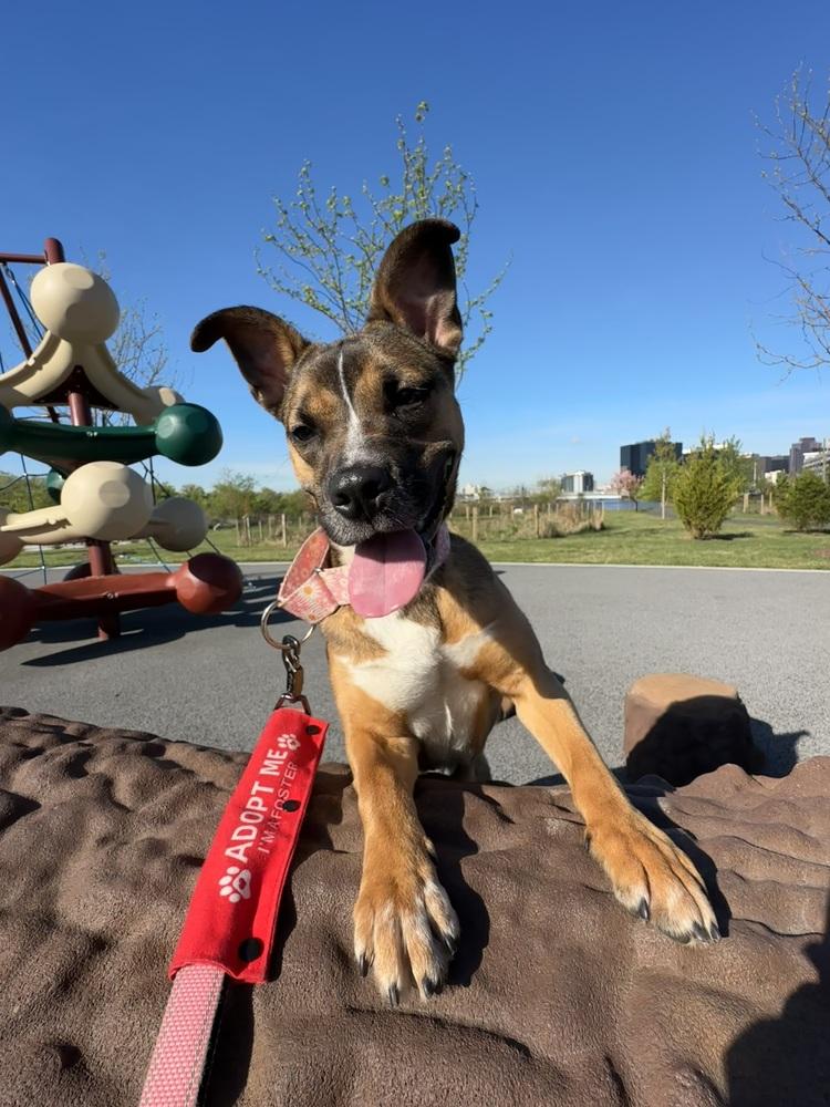 Enlarge Lana, a Adoptable mixed breed in New York, NY image 1/6