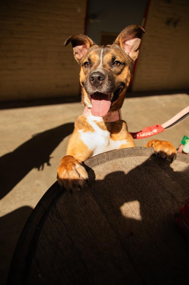 Enlarge Lana, a Adoptable mixed breed in New York, NY image 2/6