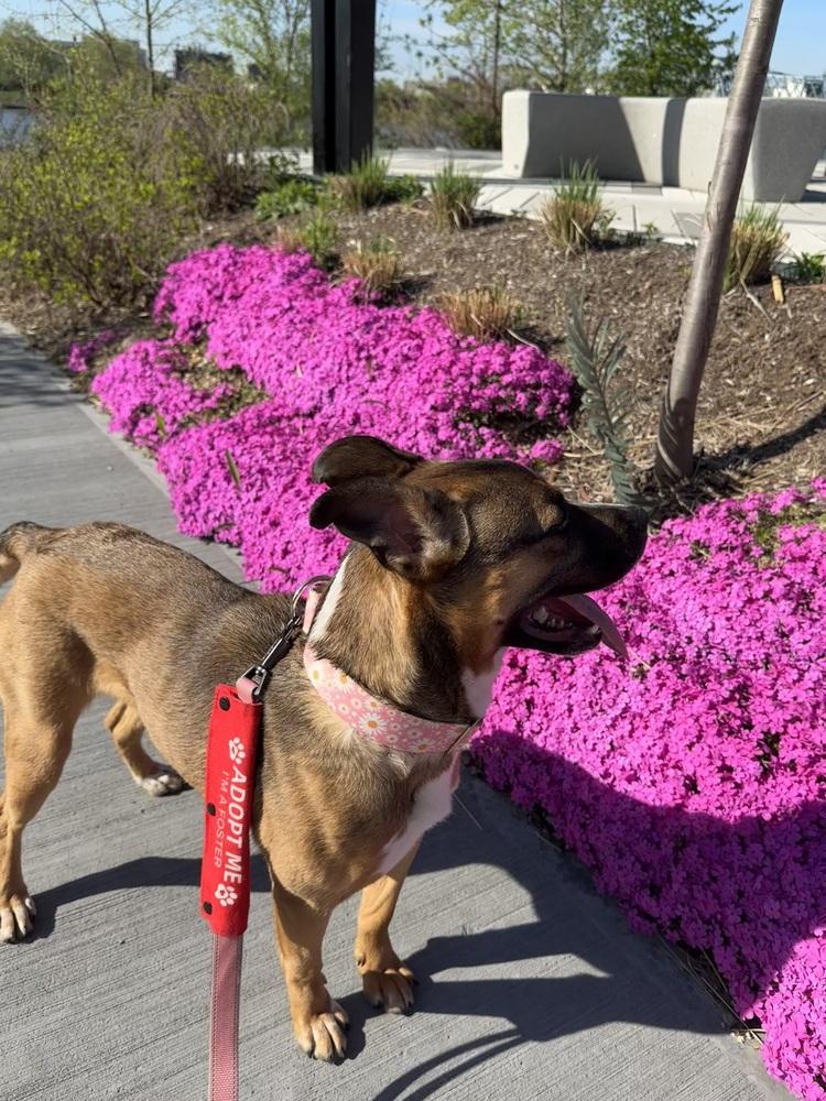 Enlarge Lana, a Adoptable mixed breed in New York, NY image 3/6