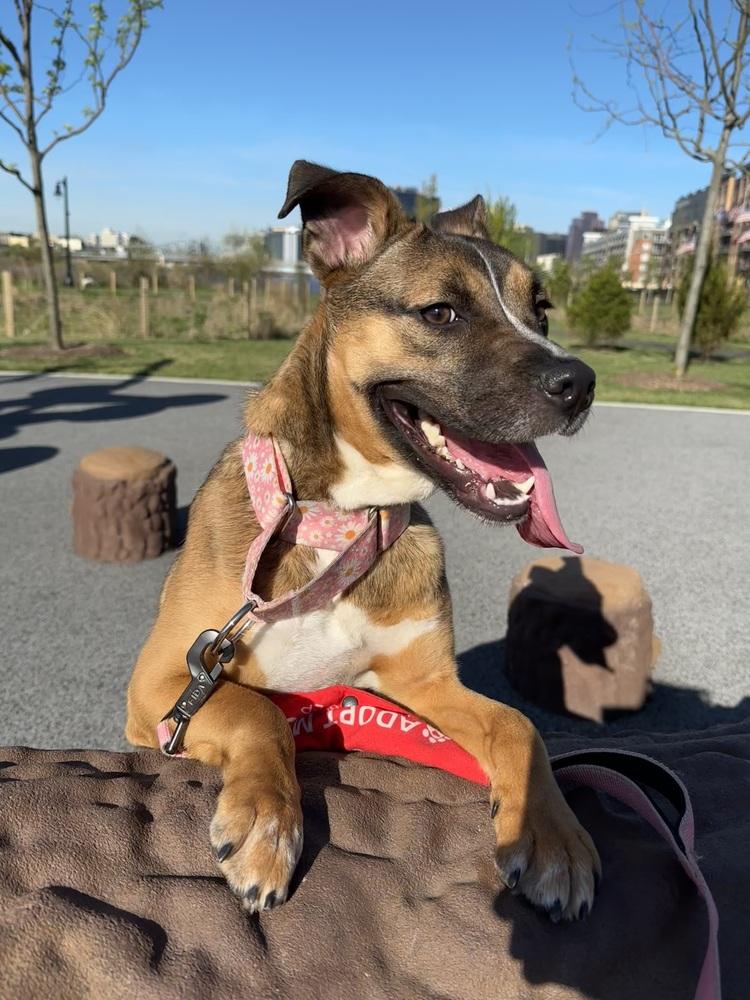 Enlarge Lana, a Adoptable mixed breed in New York, NY image 4/6