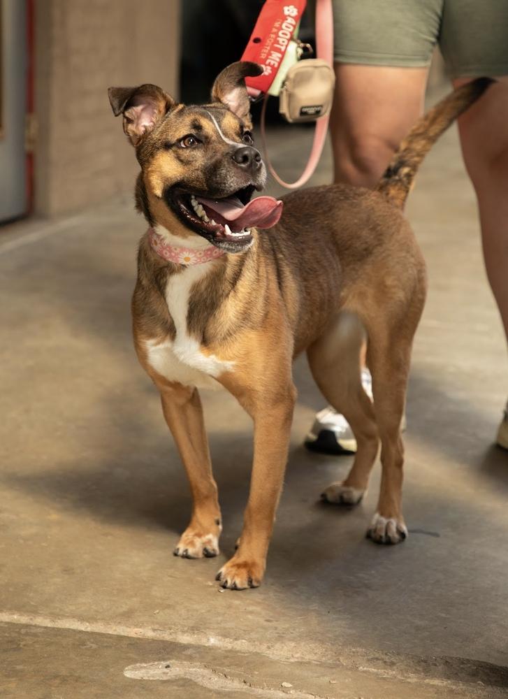 Enlarge Lana, a Adoptable mixed breed in New York, NY image 5/6