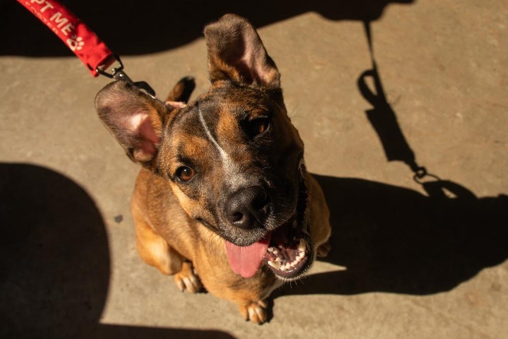 Enlarge Lana, a Adoptable mixed breed in New York, NY image 6/6