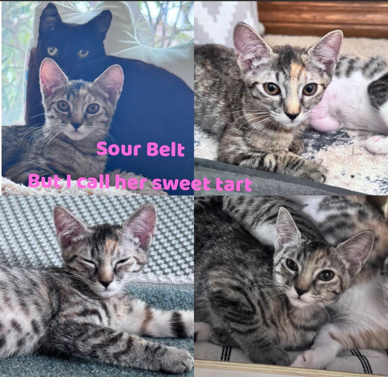 Sour Belt, an adoptable Domestic Short Hair in Aiea, HI, 96701 | Photo Image 1