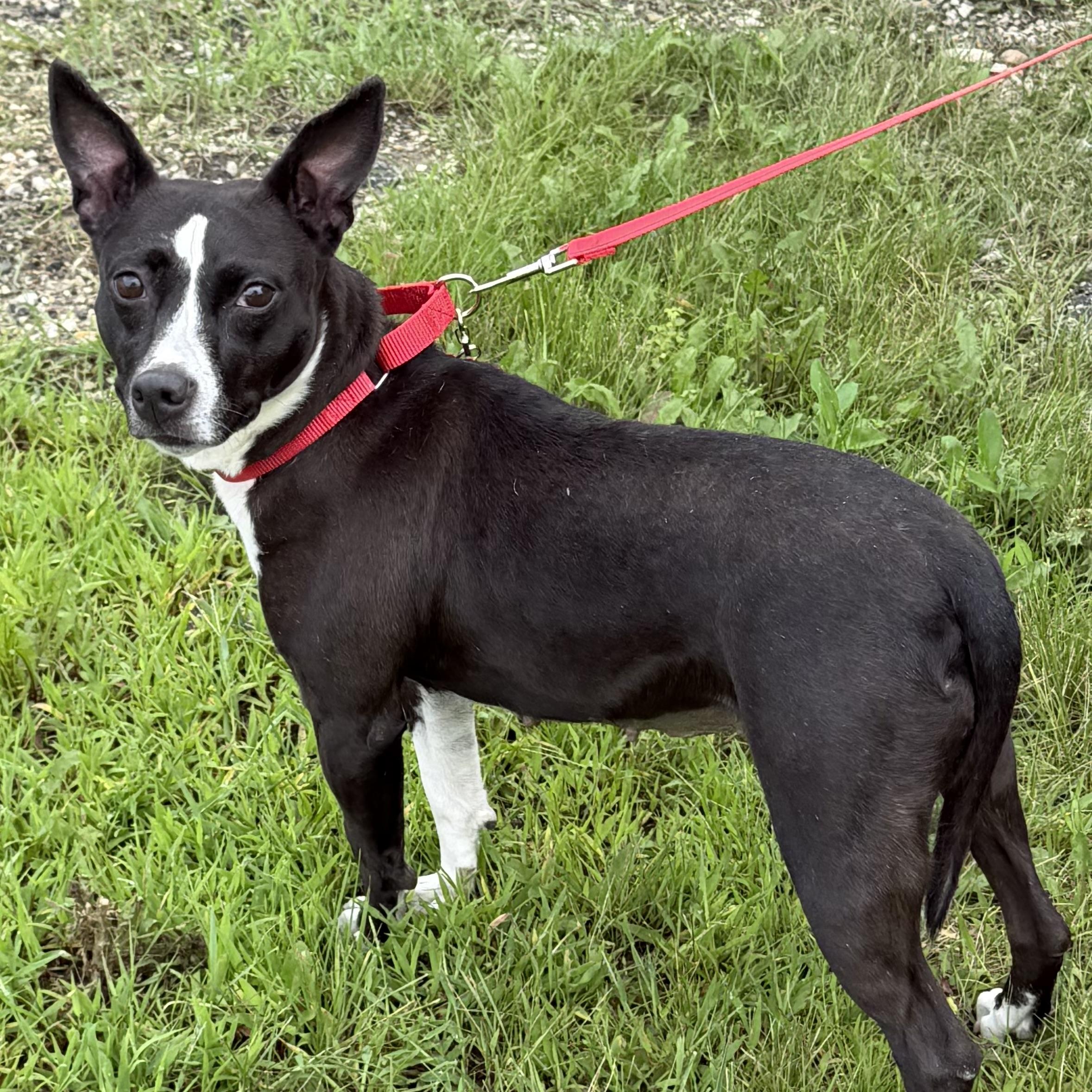 Enlarge Maddie, a Adoptable mixed breed in Libertyville, IL image 1/6