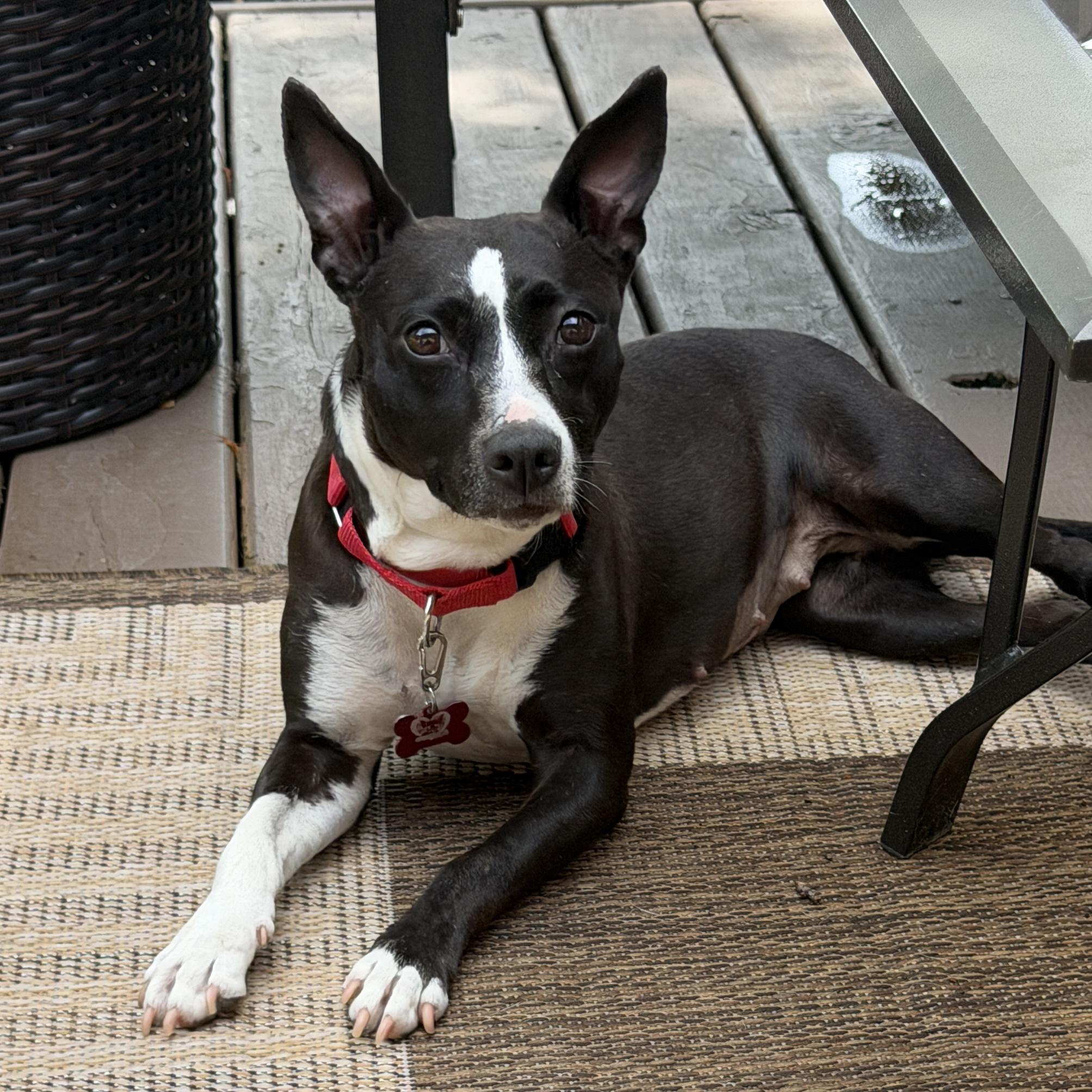 Enlarge Maddie, a Adoptable mixed breed in Libertyville, IL image 6/6