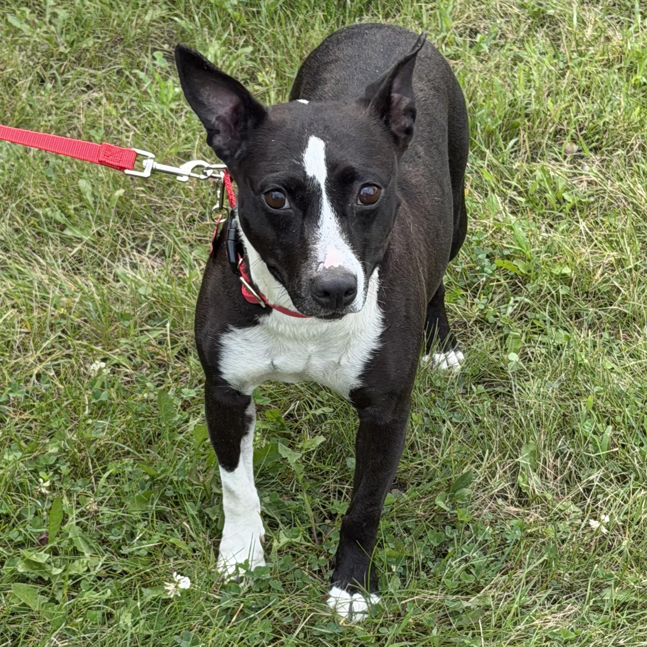 Enlarge Maddie, a Adoptable mixed breed in Libertyville, IL image 4/6