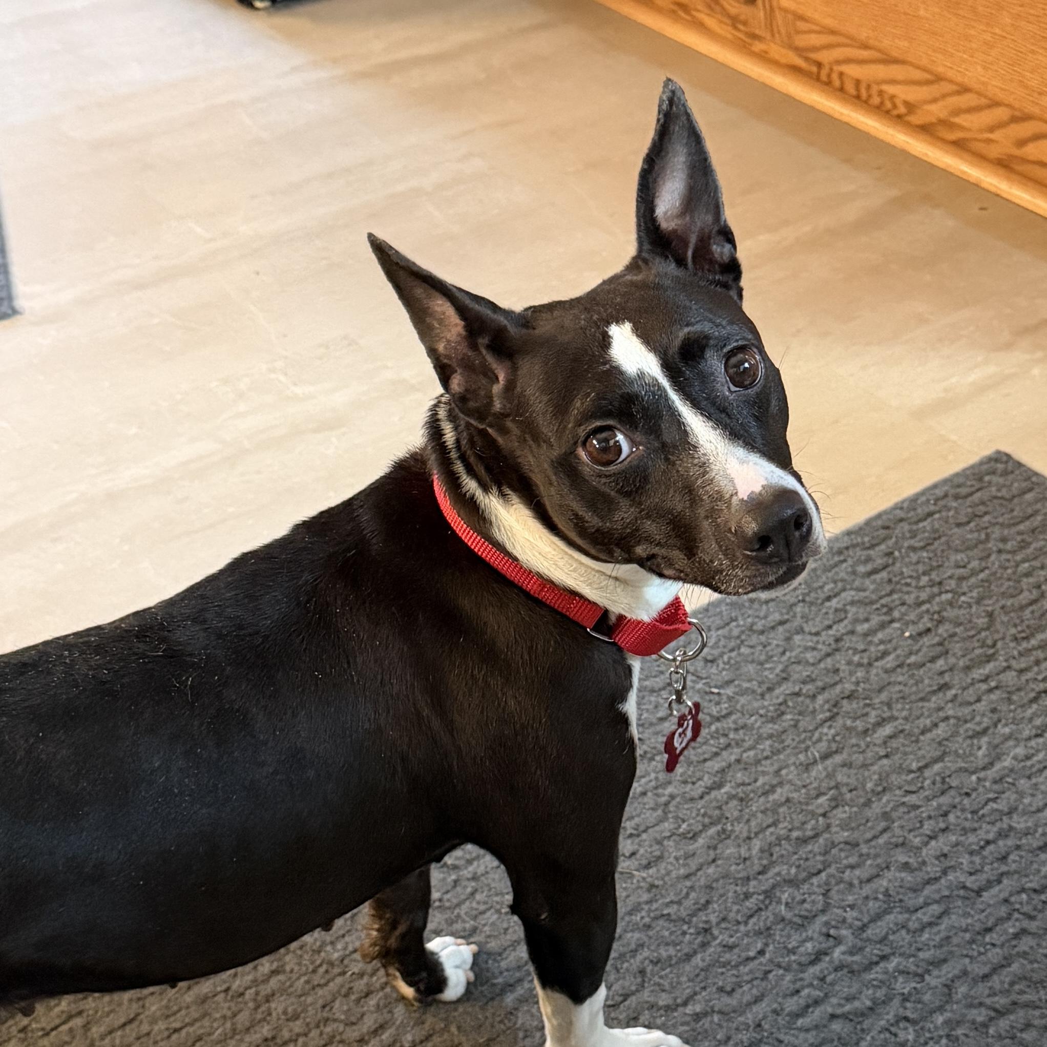 Enlarge Maddie, a Adoptable mixed breed in Libertyville, IL image 3/6