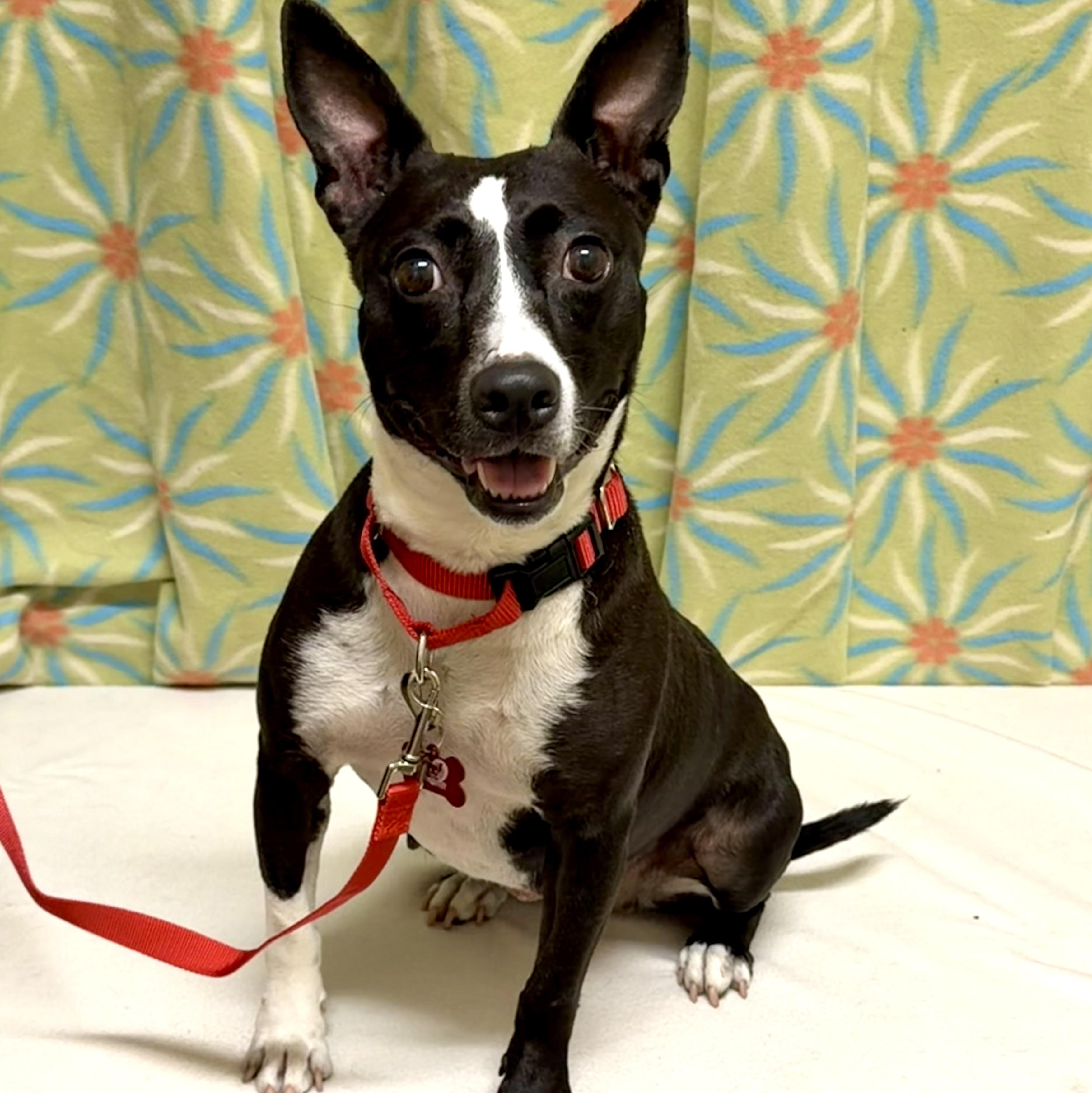 Enlarge Maddie, a Adoptable mixed breed in Libertyville, IL image 2/6