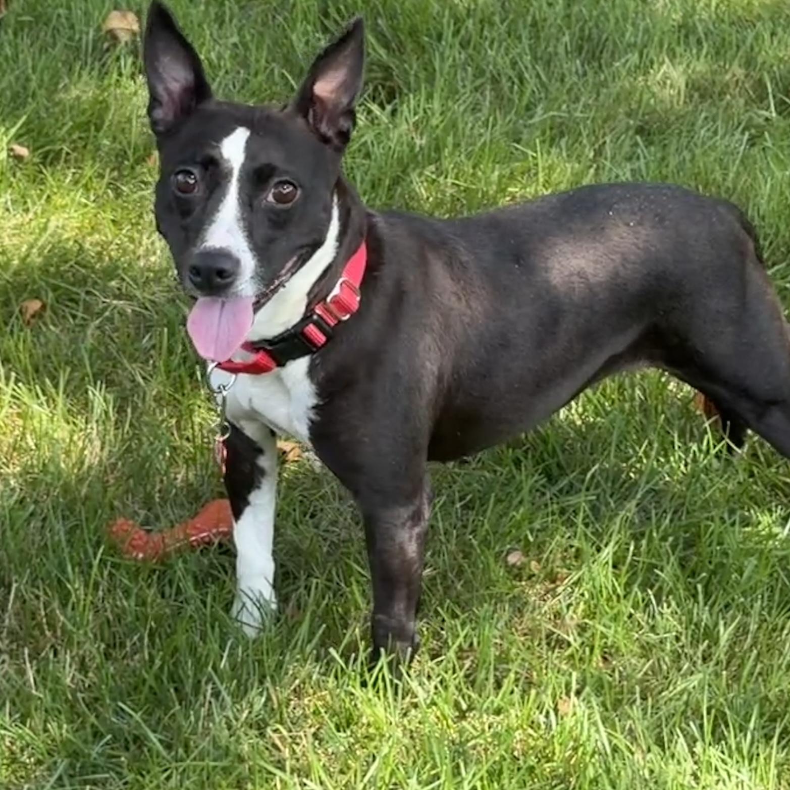 Enlarge Maddie, a Adoptable mixed breed in Libertyville, IL image 5/6