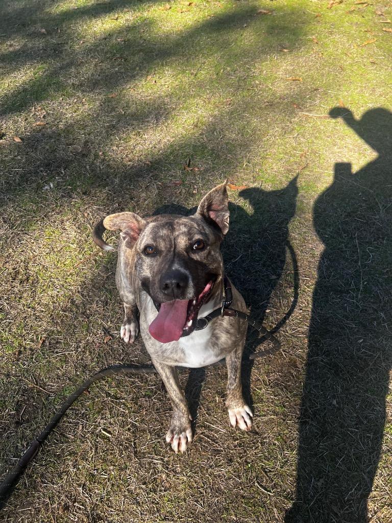 Enlarge Cookie, a Adoptable mixed breed in Winnsboro, SC image 1/4