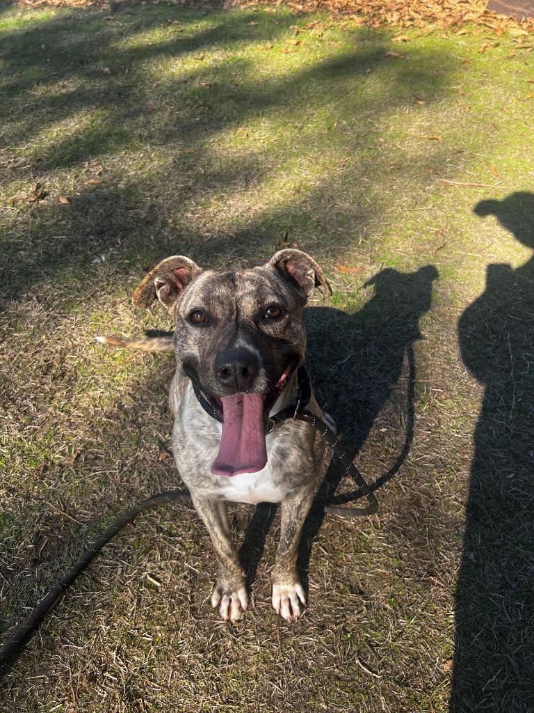 Enlarge Cookie, a Adoptable mixed breed in Winnsboro, SC image 2/4