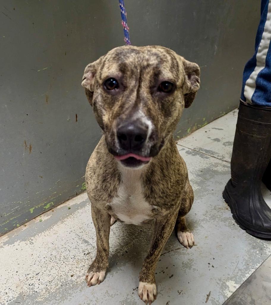 Enlarge Cookie, a Adoptable mixed breed in Winnsboro, SC image 1/1