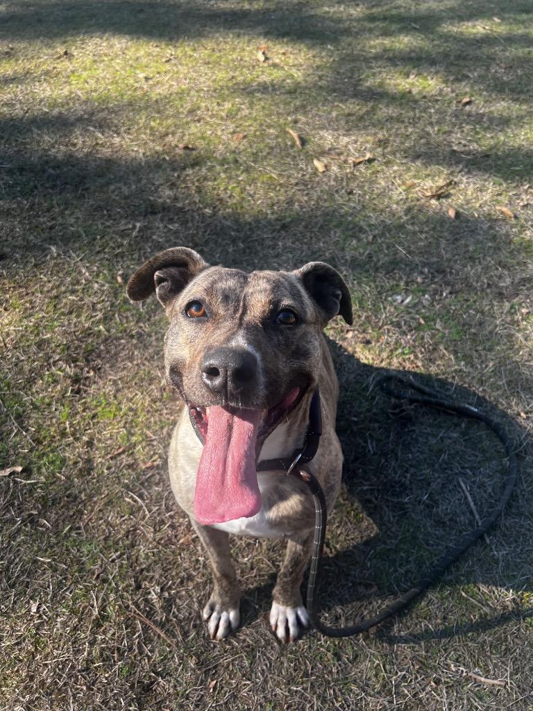 Cookie, Adoptable, Adult Female Terrier.