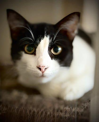 Enlarge Nick, a Adoptable mixed breed in Malvern, PA image 1/3
