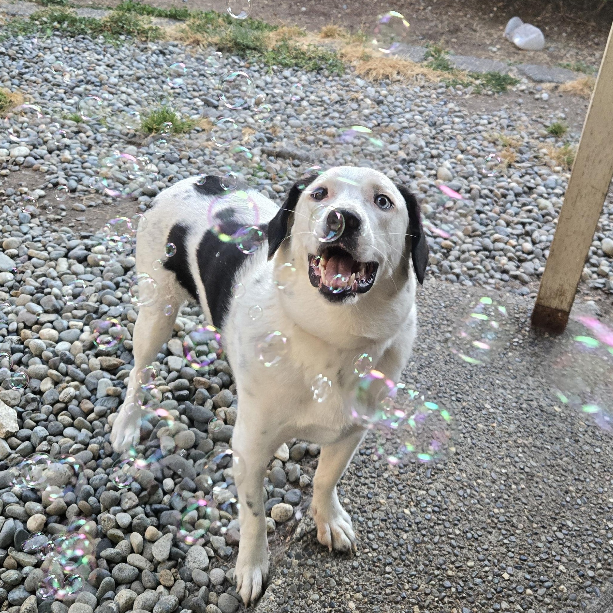 Enlarge Sweet Potato, an adoptable mixed breed in Lake Stevens, WA image 2/6