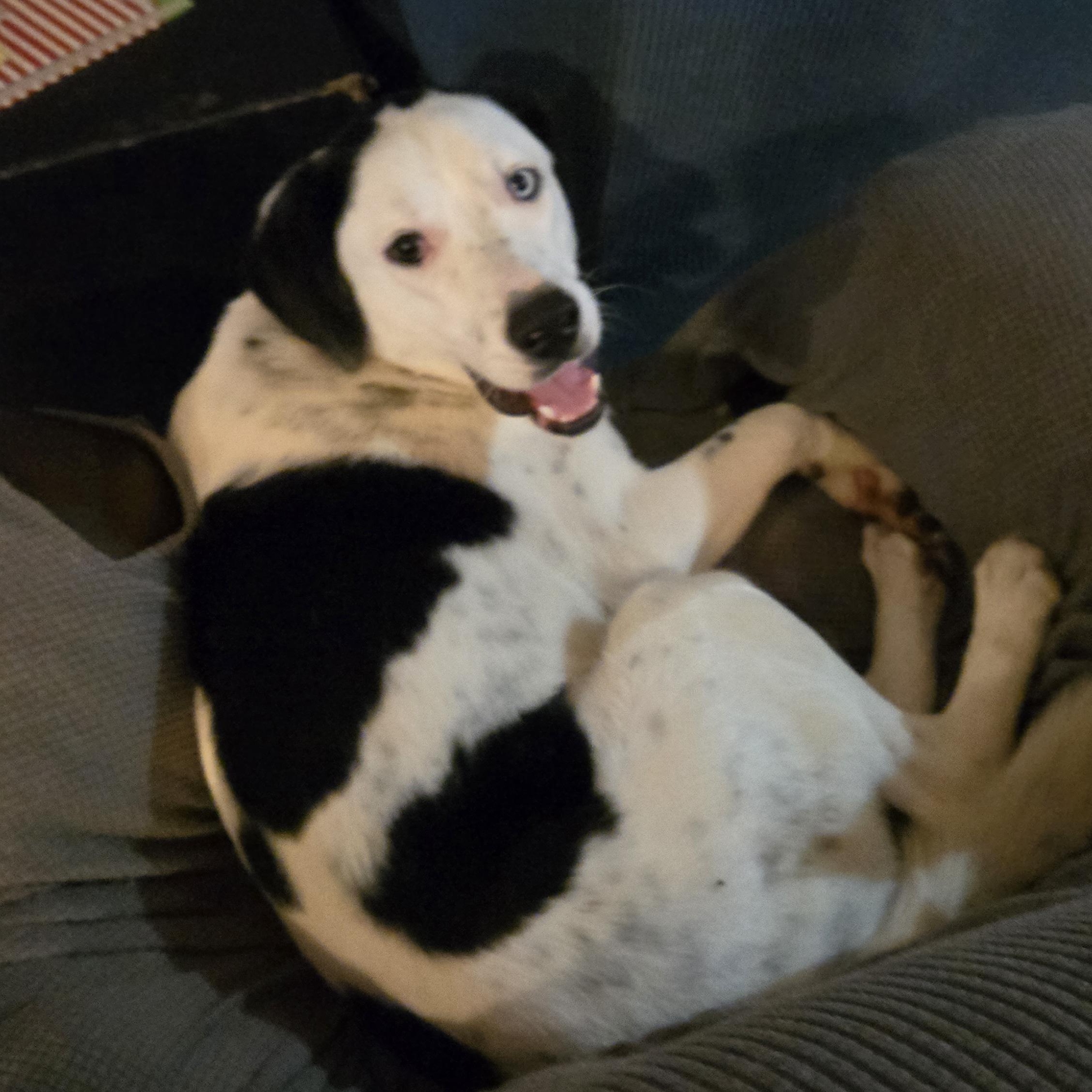 Enlarge Sweet Potato, an adoption pending mixed breed in Lake Stevens, WA image 5/6