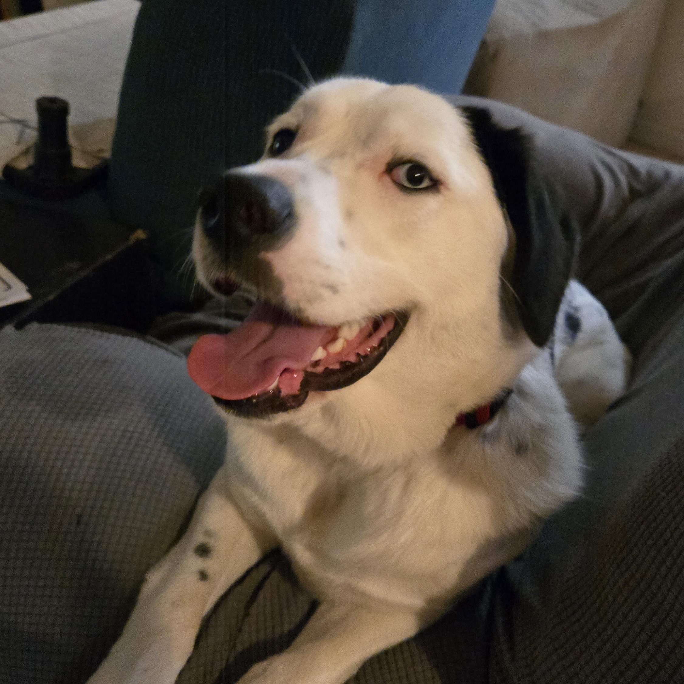 Enlarge Sweet Potato, an adoption pending mixed breed in Lake Stevens, WA image 1/6