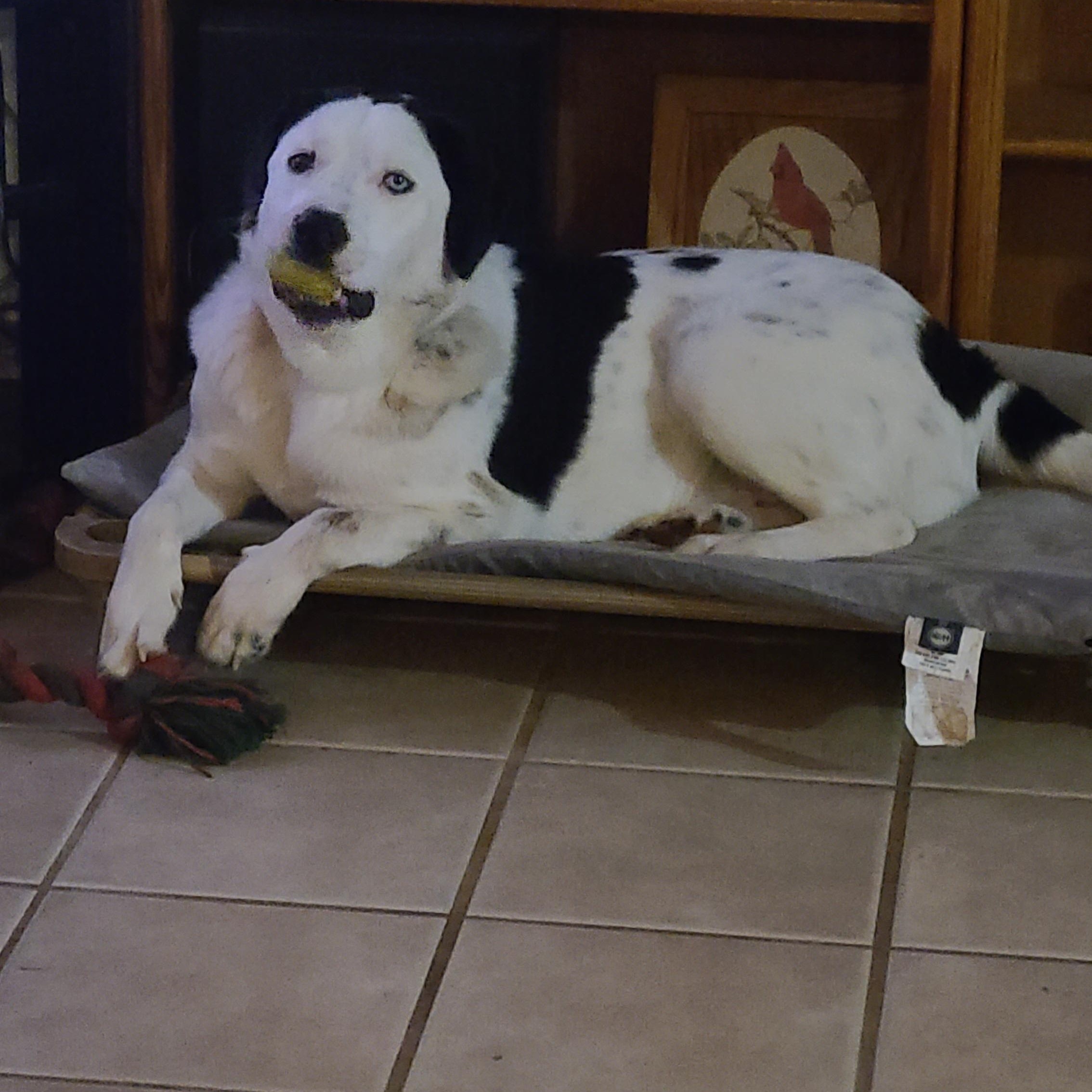 Enlarge Sweet Potato, an adoption pending mixed breed in Lake Stevens, WA image 4/6
