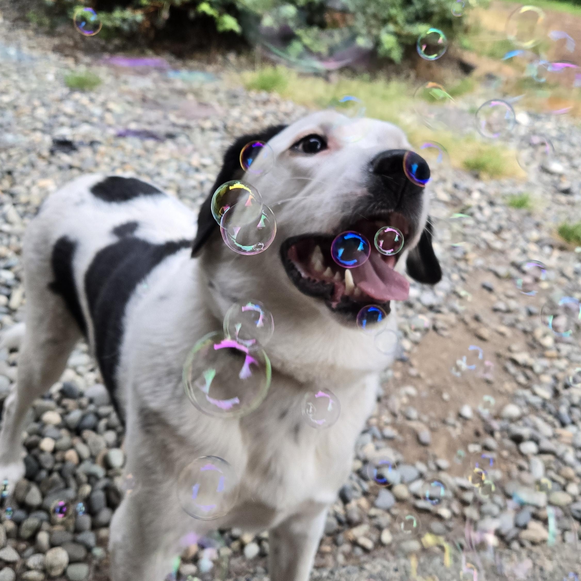 Enlarge Sweet Potato, an adoptable mixed breed in Lake Stevens, WA image 1/6